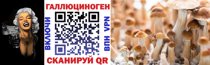 где купить   Завитинск  Псилоцибиновые грибы Psilocybine cubensis 